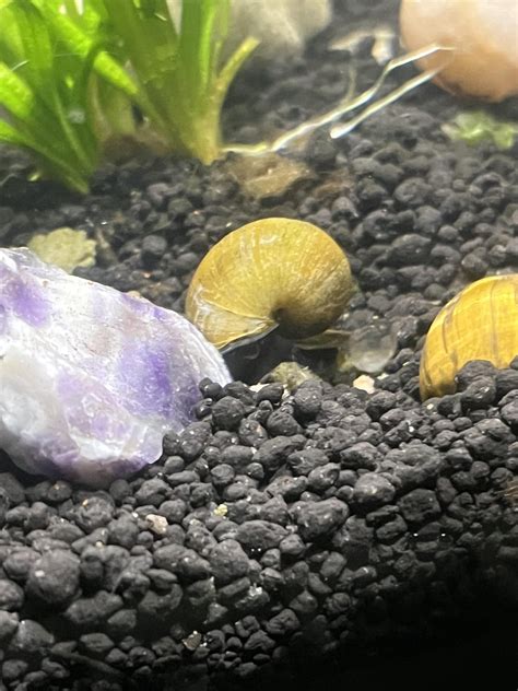 jadesnail2042 OnlyFans Leaks 2025
