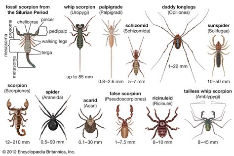 arachninaa Fansly Leaks 2025