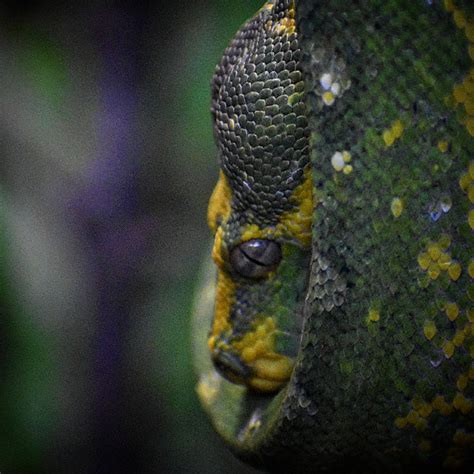 prettypython OnlyFans Leaks 2025