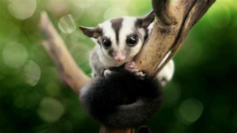 sugar_glider69 OnlyFans Leaks 2025