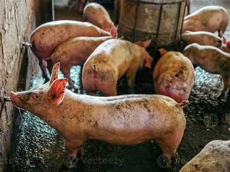 dirty.pig OnlyFans Leaks 2025