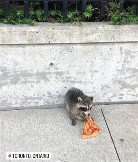 pizzafilledraccoon OnlyFans Leaks 2025