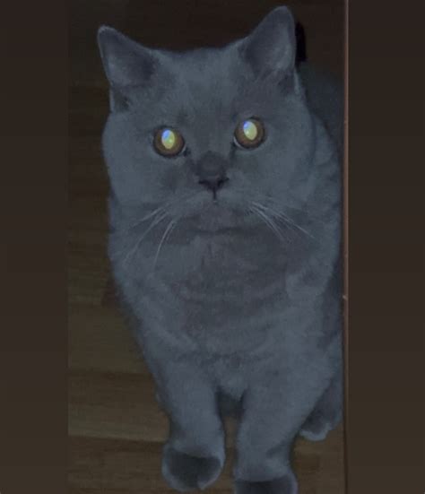 merlinkitty OnlyFans Leaks 2025