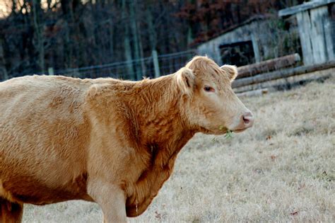 butterscotchcow OnlyFans Leaks 2025