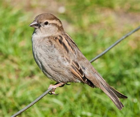 housesparrow OnlyFans Leaks 2025