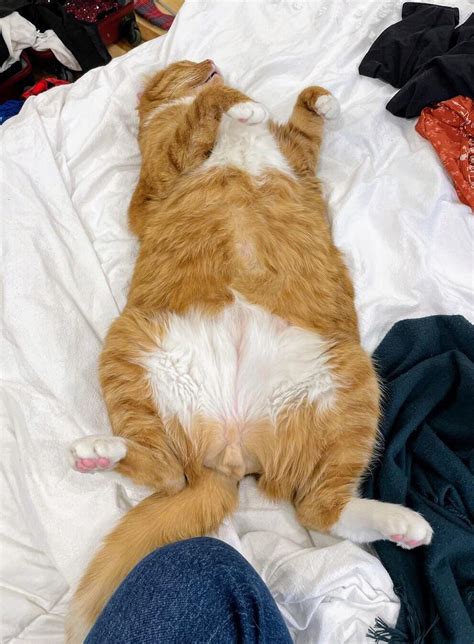 orangecats OnlyFans Leaks 2025