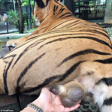 tiger_cock69 OnlyFans Leaks 2025
