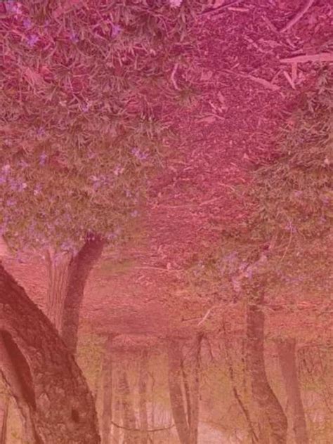 somesweetfruits OnlyFans Leaks 2025