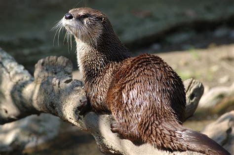 canadian.otter OnlyFans Leaks 2025