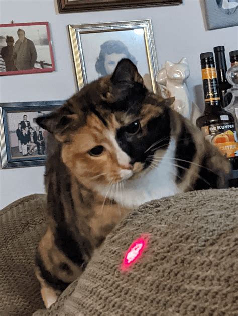 meowmeow0542 OnlyFans Leaks 2025