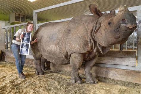 whiterhino OnlyFans Leaks 2025