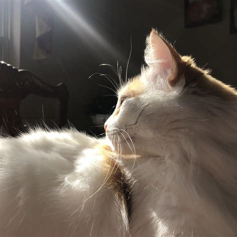 kittymilshake OnlyFans Leaks 2025