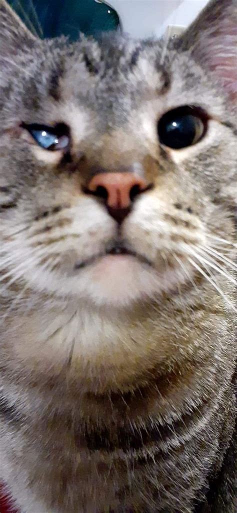kitcatmeowston OnlyFans Leaks 2025