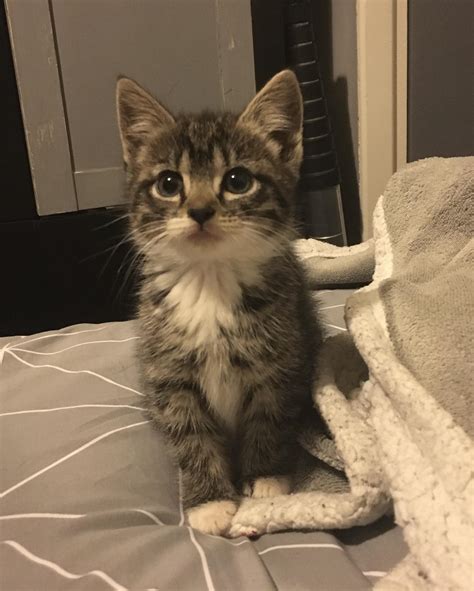 kitten.uwwu OnlyFans Leaks 2025