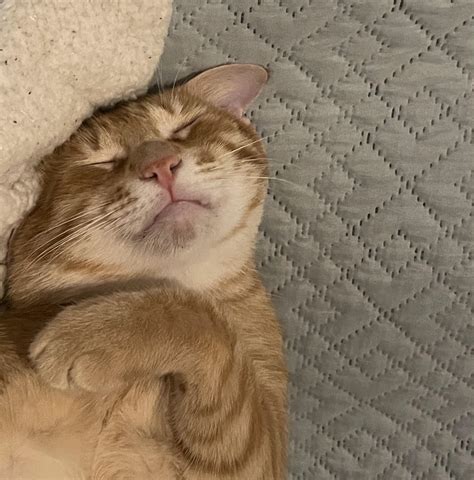 kittyupsidedown OnlyFans Leaks 2025