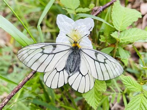 Albinabutterfly Fansly Leaks 2025