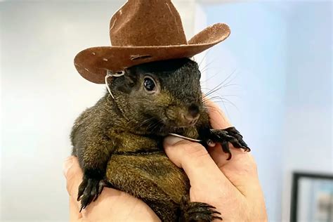 mysterioussquirrel OnlyFans Leaks 2025