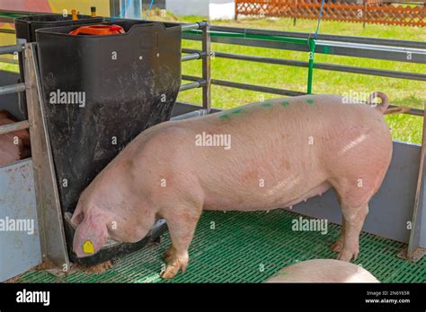 pigfeeder OnlyFans Leaks 2025