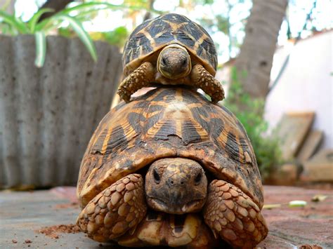 Tortoize Fansly Leaks 2025