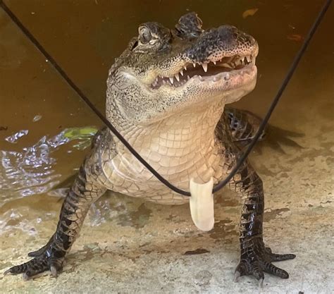 gatorteeth OnlyFans Leaks 2025