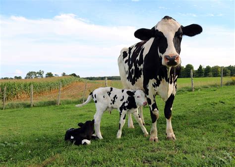 babycalf OnlyFans Leaks 2025