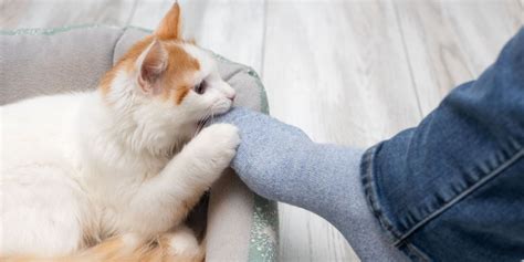 cat_feetdelsur OnlyFans Leaks 2025