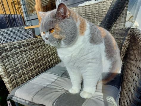 cat_leodida OnlyFans Leaks 2025