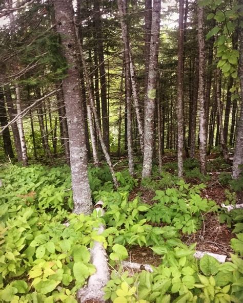 naturestwistedfree OnlyFans Leaks 2025