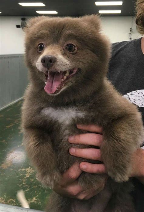 puppybearcub OnlyFans Leaks 2025