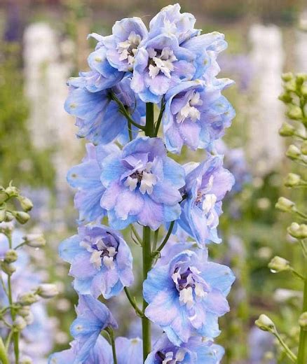 delphinium18xo OnlyFans Leaks 2025