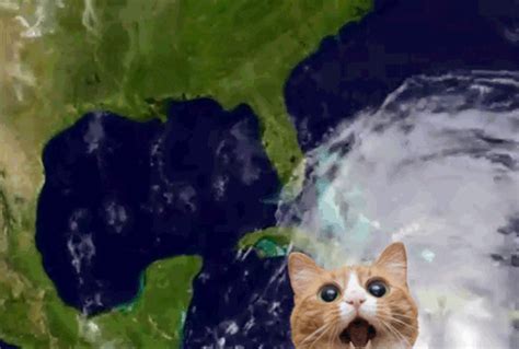 hurricane.kitten OnlyFans Leaks 2025