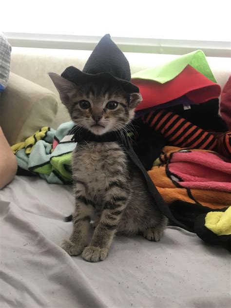 cutespookykitten OnlyFans Leaks 2025